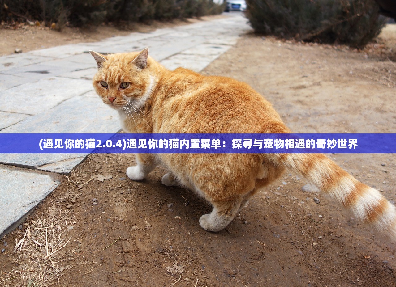 (遇见你的猫2.0.4)遇见你的猫内置菜单：探寻与宠物相遇的奇妙世界