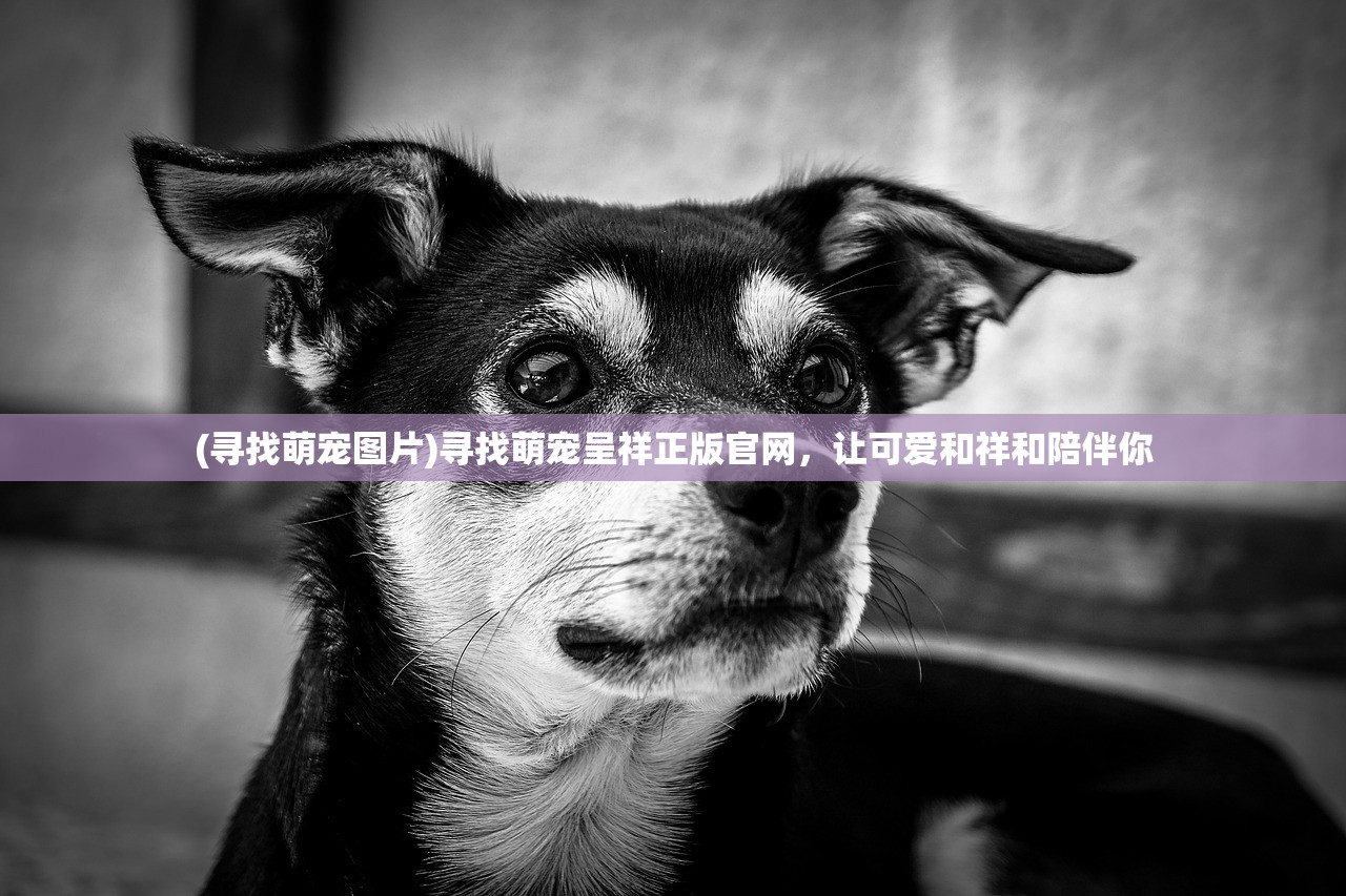 (寻找萌宠图片)寻找萌宠呈祥正版官网，让可爱和祥和陪伴你