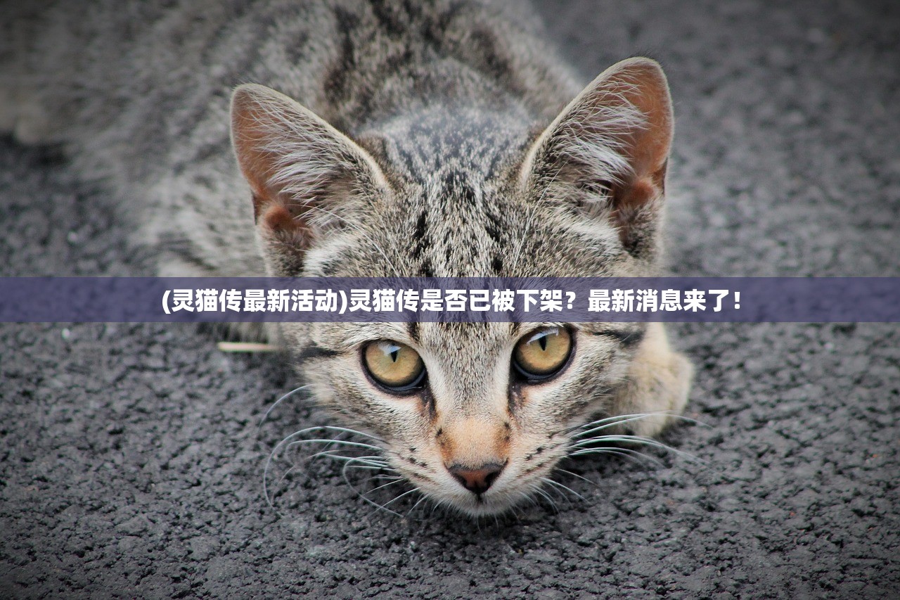 (灵猫传最新活动)灵猫传是否已被下架？最新消息来了！