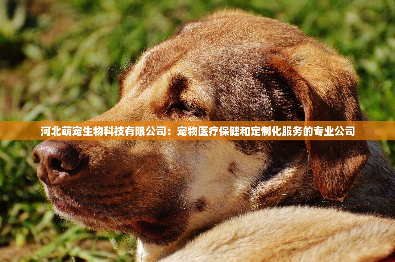 河北萌宠生物科技有限公司:宠物医疗保健和定制化服务的专业公司 河北萌宠生物科技有限公司:宠物医疗保健和定制化服务的专业公司