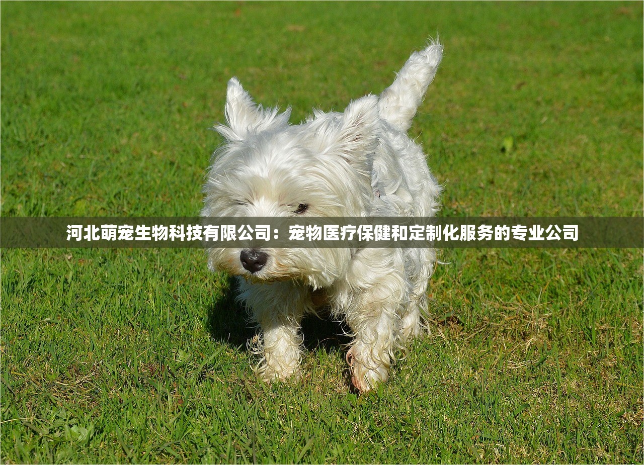 河北萌宠生物科技有限公司:宠物医疗保健和定制化服务的专业公司 河北萌宠生物科技有限公司:宠物医疗保健和定制化服务的专业公司