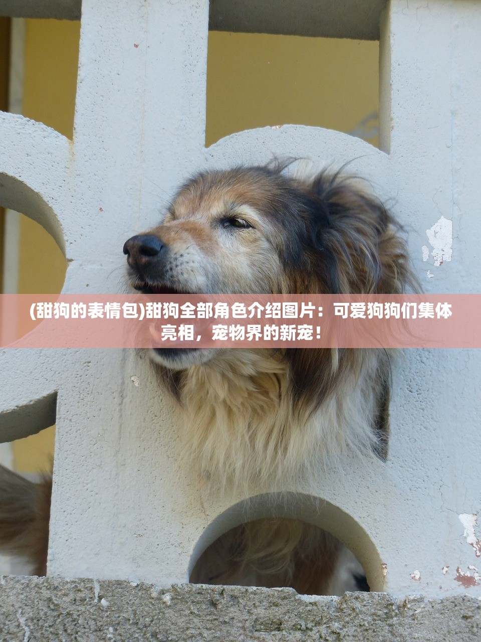 (甜狗的表情包)甜狗全部角色介绍图片：可爱狗狗们集体亮相，宠物界的新宠！