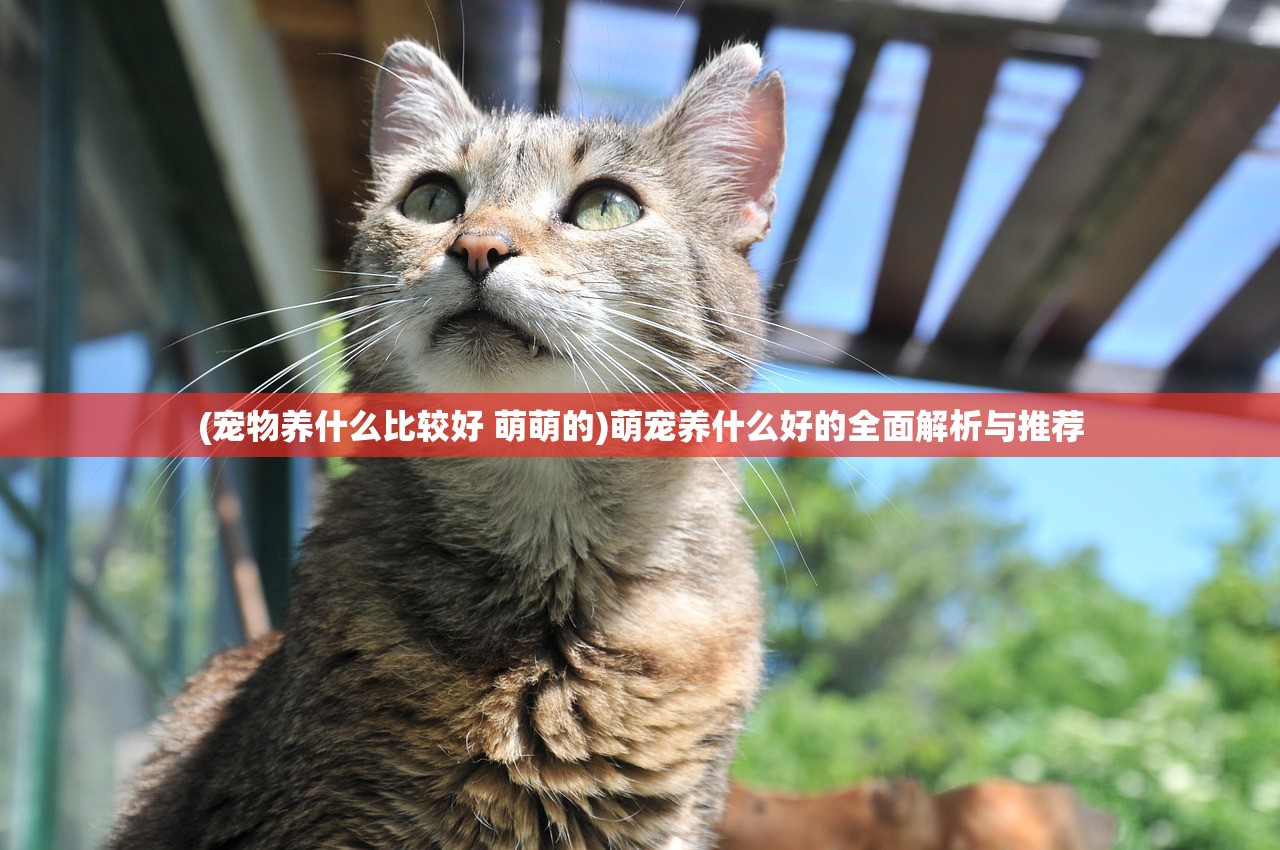 (宠物养什么比较好 萌萌的)萌宠养什么好的全面解析与推荐 (宠物养什么比较好 萌萌的)萌宠养什么好的全面解析与推荐