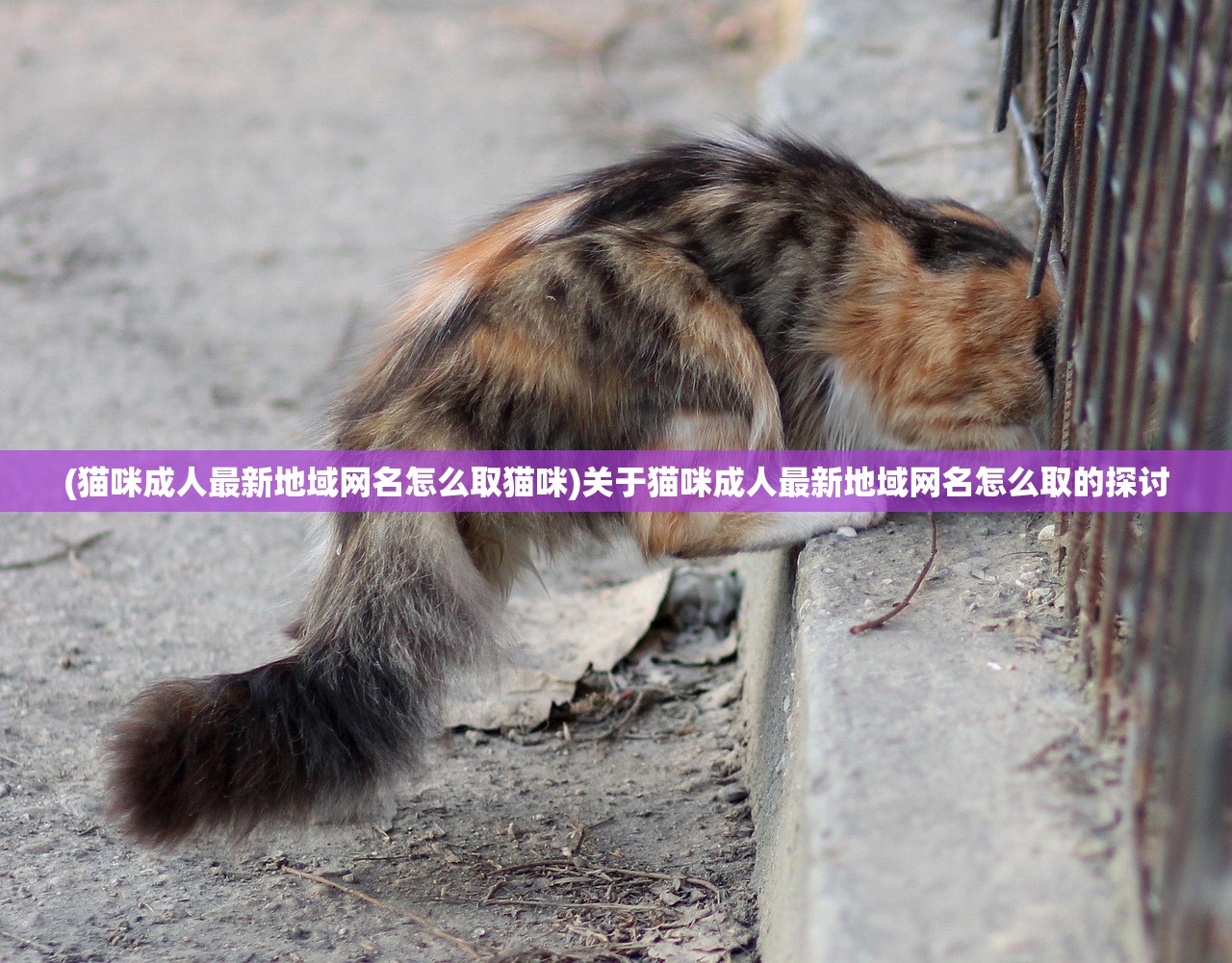 (猫咪成人最新地域网名怎么取猫咪)关于猫咪成人最新地域网名怎么取的探讨 (猫咪成人最新地域网名怎么取猫咪)关于猫咪成人最新地域网名怎么取的探讨