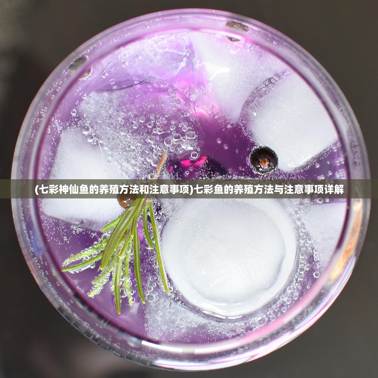 (七彩神仙鱼的养殖方法和注意事项)七彩鱼的养殖方法与注意事项详解 (七彩神仙鱼的养殖方法和注意事项)七彩鱼的养殖方法与注意事项详解