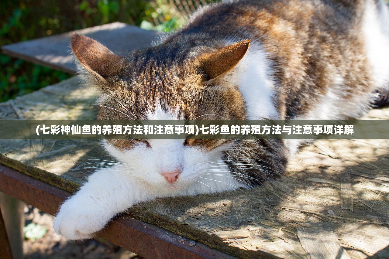 (七彩神仙鱼的养殖方法和注意事项)七彩鱼的养殖方法与注意事项详解 (七彩神仙鱼的养殖方法和注意事项)七彩鱼的养殖方法与注意事项详解