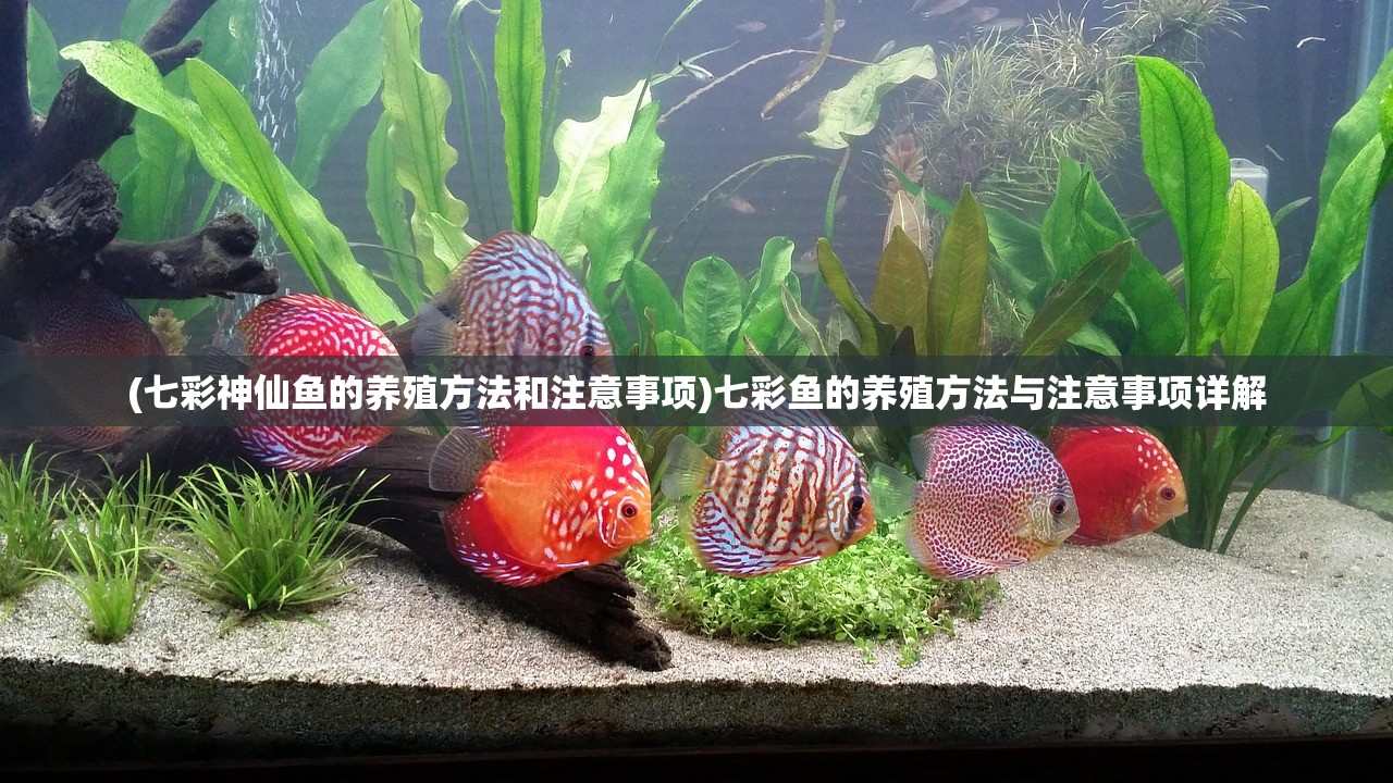 (七彩神仙鱼的养殖方法和注意事项)七彩鱼的养殖方法与注意事项详解 (七彩神仙鱼的养殖方法和注意事项)七彩鱼的养殖方法与注意事项详解