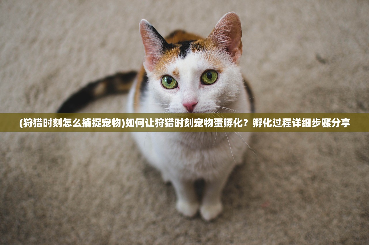 (疯狂动物城筑梦日记破解版无限灵感)疯狂动物城筑梦日记活动，探索与体验的乐趣