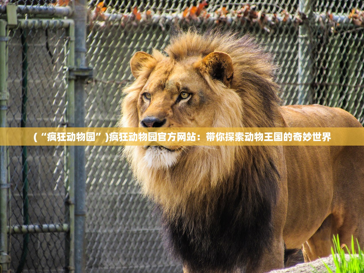 (魔装什么意思)魔装的奇幻世界，深度解析剧情与故事主题