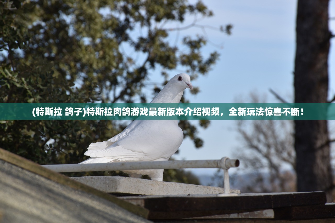 (特斯拉 鸽子)特斯拉肉鸽游戏最新版本介绍视频，全新玩法惊喜不断！