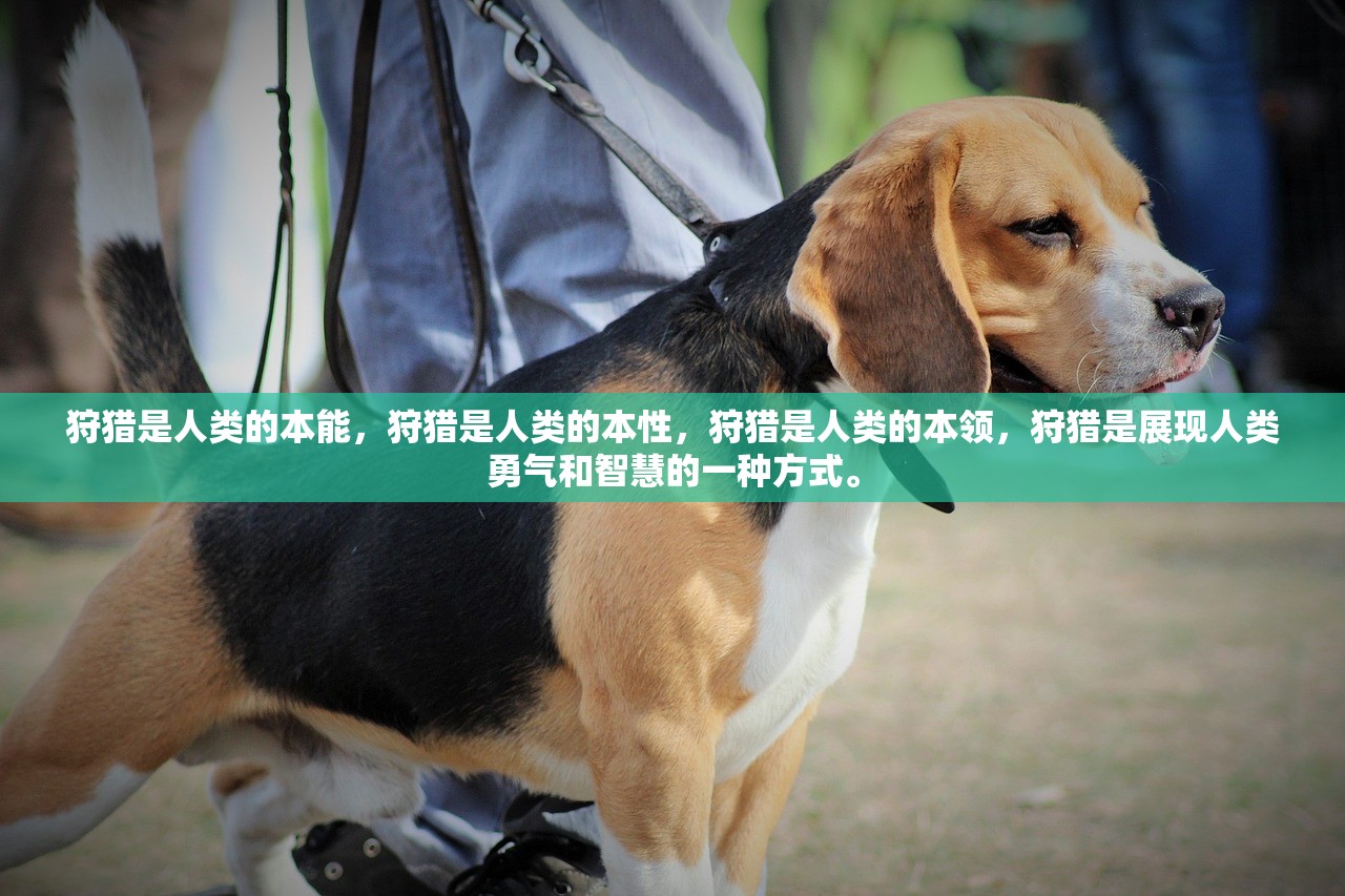 (秋叶原之旅主线攻略)秋叶原之旅支线攻略详解与常见问题解答