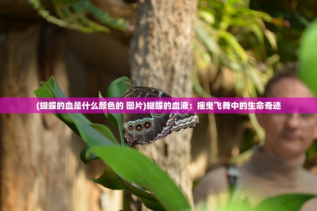 (忘语仙者全文免费阅读)仙者传奇,全文免费阅读之旅 (忘语仙者全文免费阅读)仙者传奇,全文免费阅读之旅