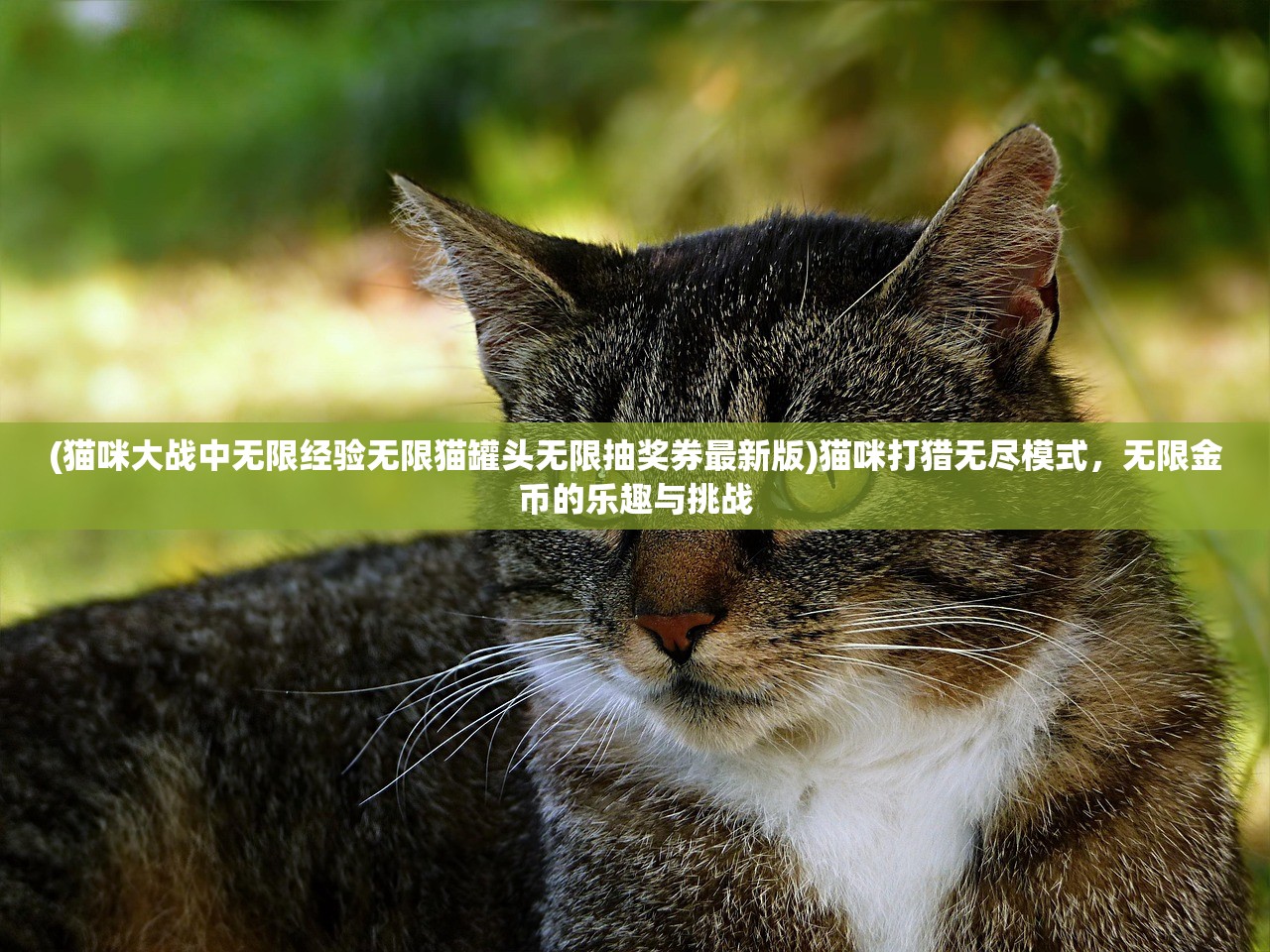 (猫咪大战中无限经验无限猫罐头无限抽奖券最新版)猫咪打猎无尽模式，无限金币的乐趣与挑战