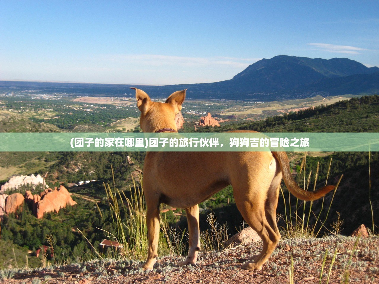 (团子的家在哪里)团子的旅行伙伴,狗狗吉的冒险之旅 (团子的家在哪里)团子的旅行伙伴,狗狗吉的冒险之旅