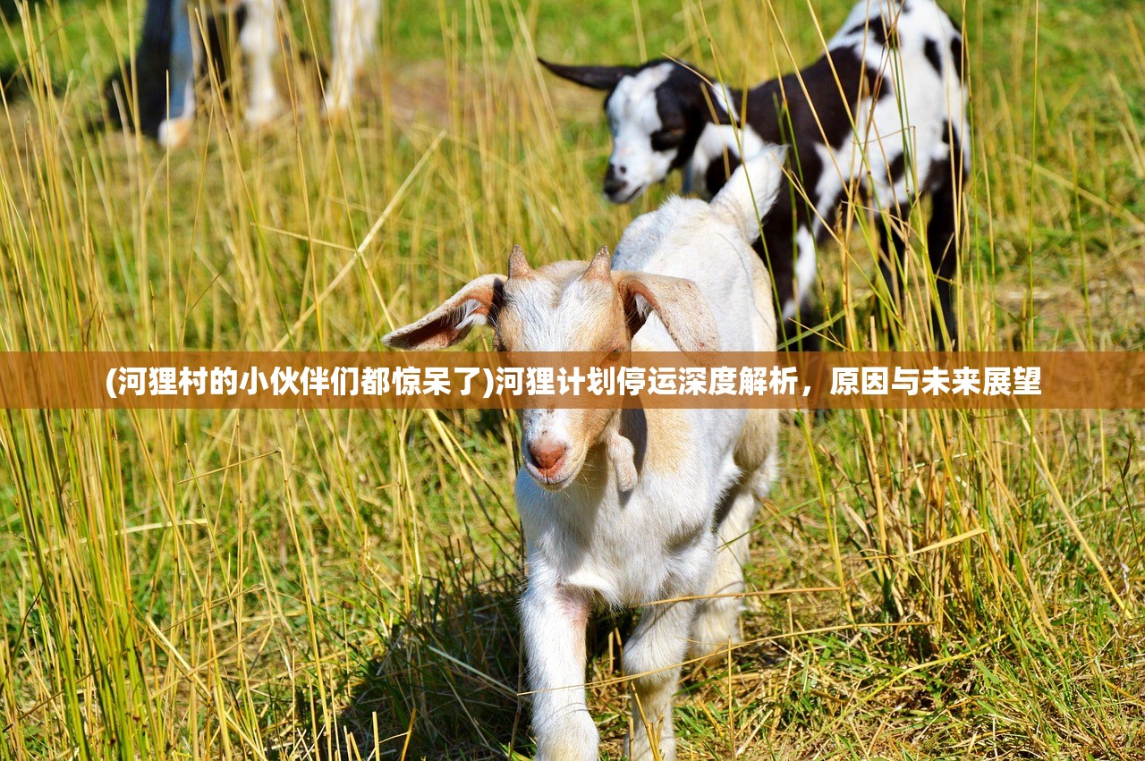 (河狸村的小伙伴们都惊呆了)河狸计划停运深度解析，原因与未来展望