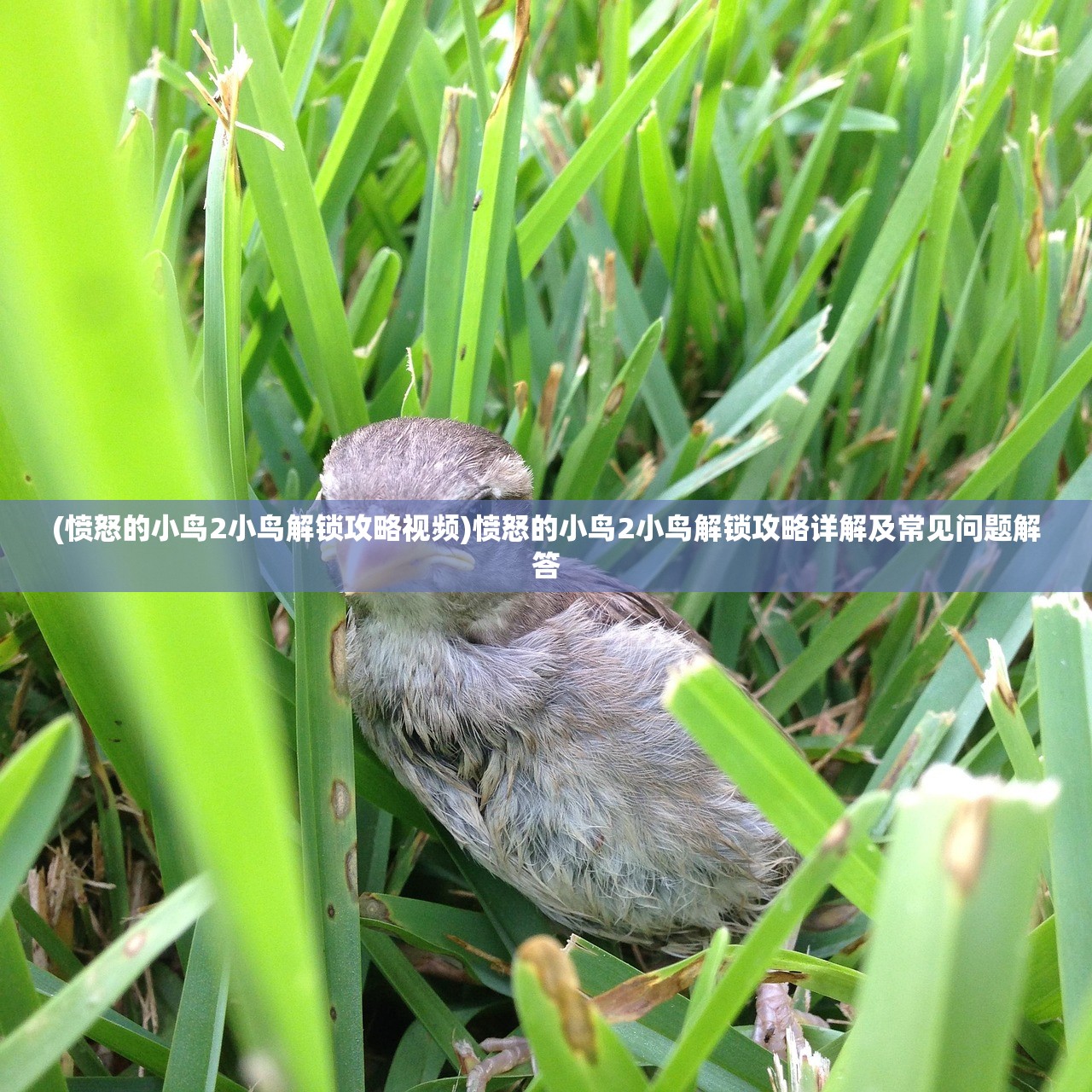 (愤怒的小鸟2小鸟解锁攻略视频)愤怒的小鸟2小鸟解锁攻略详解及常见问题解答 (愤怒的小鸟2小鸟解锁攻略视频)愤怒的小鸟2小鸟解锁攻略详解及常见问题解答