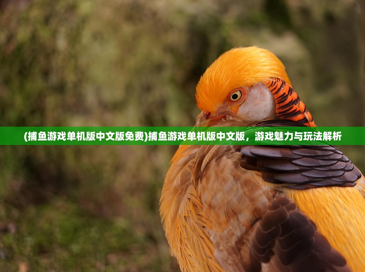 (捕鱼游戏单机版中文版免费)捕鱼游戏单机版中文版,游戏魅力与玩法解析 (捕鱼游戏单机版中文版免费)捕鱼游戏单机版中文版,游戏魅力与玩法解析