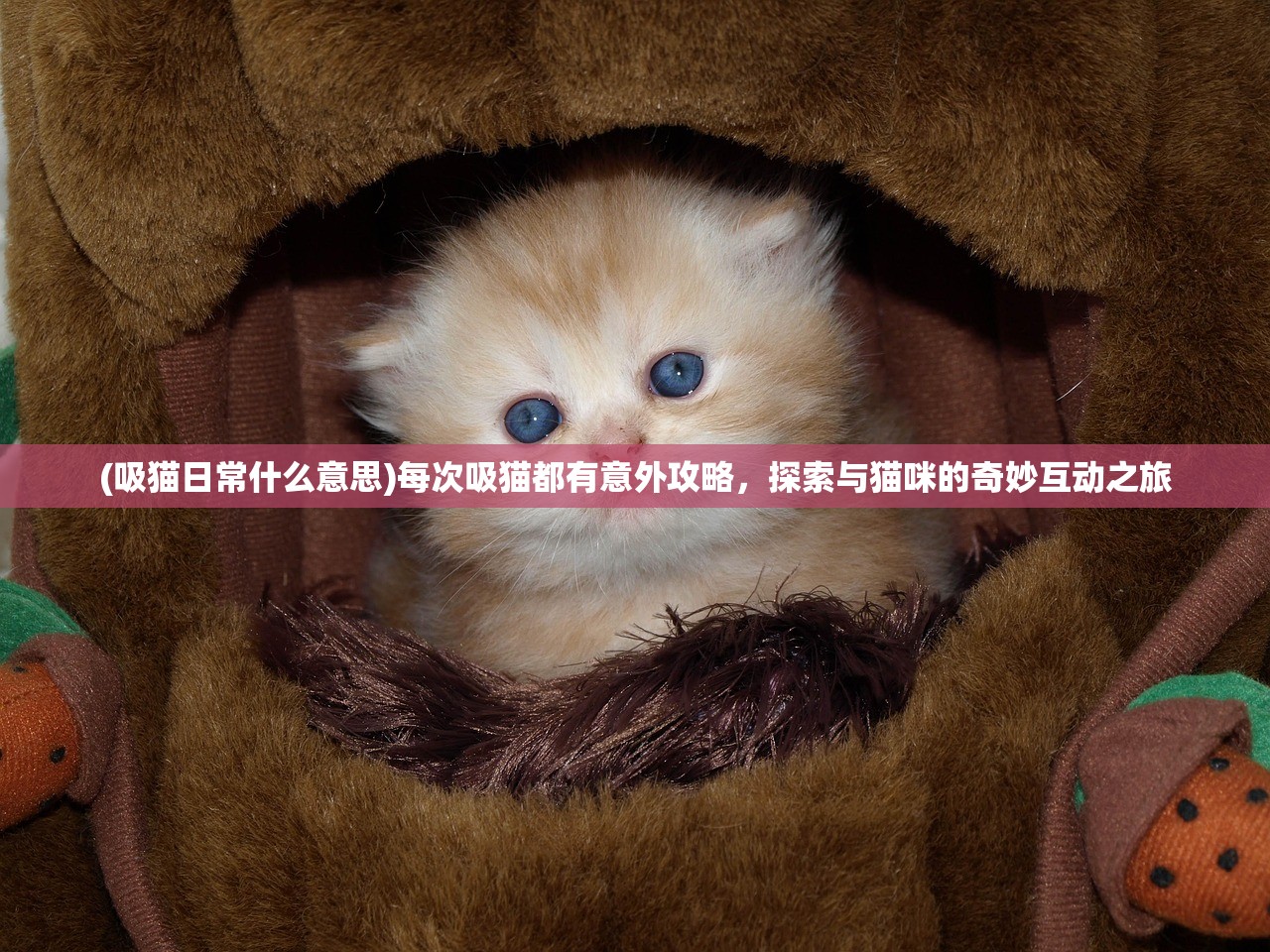(吸猫日常什么意思)每次吸猫都有意外攻略，探索与猫咪的奇妙互动之旅