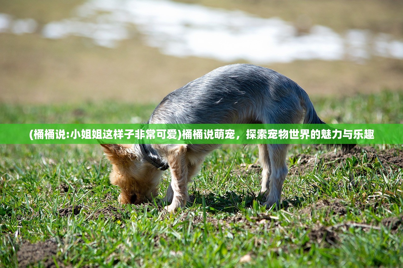 (桶桶说:小姐姐这样子非常可爱)桶桶说萌宠,探索宠物世界的魅力与乐趣 (桶桶说:小姐姐这样子非常可爱)桶桶说萌宠,探索宠物世界的魅力与乐趣