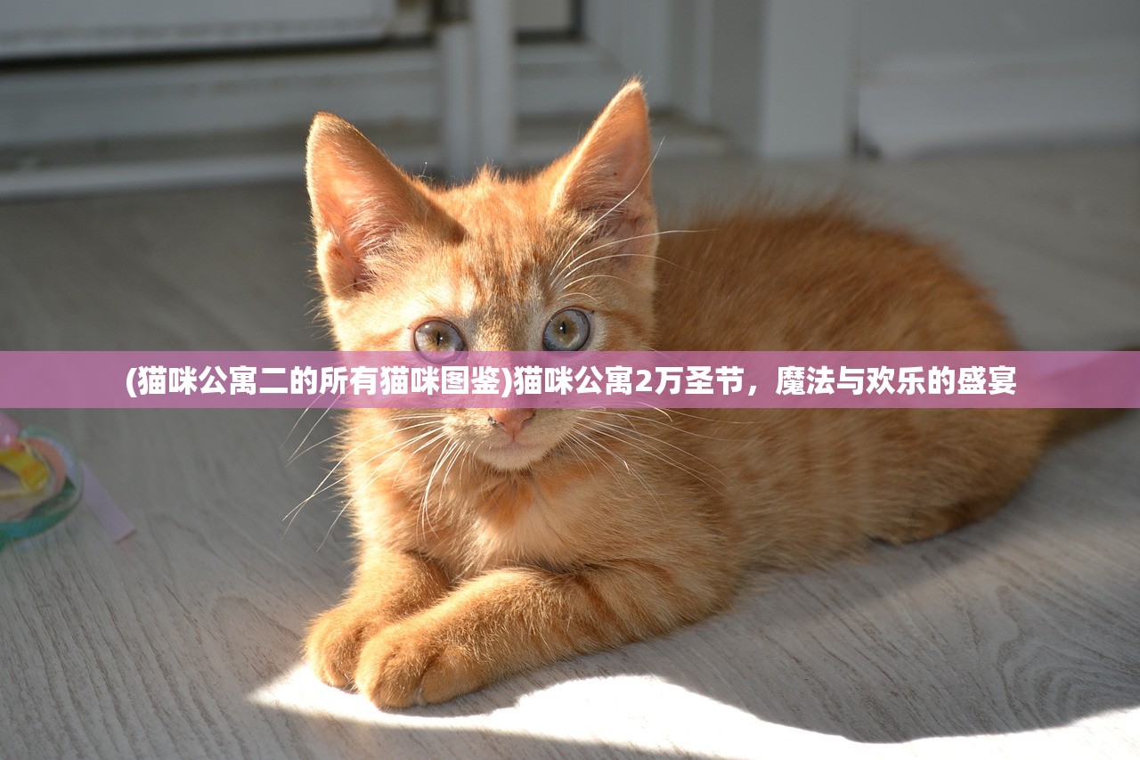 (猫咪公寓二的所有猫咪图鉴)猫咪公寓2万圣节，魔法与欢乐的盛宴