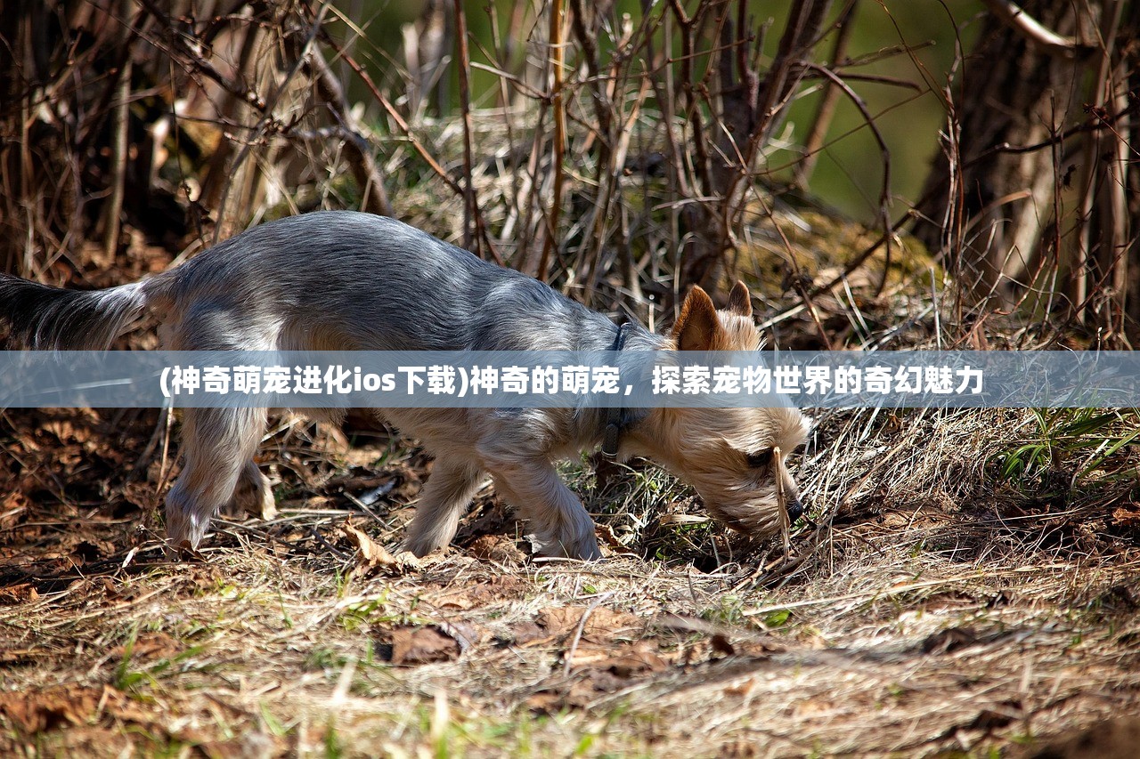 (神奇萌宠进化ios下载)神奇的萌宠，探索宠物世界的奇幻魅力