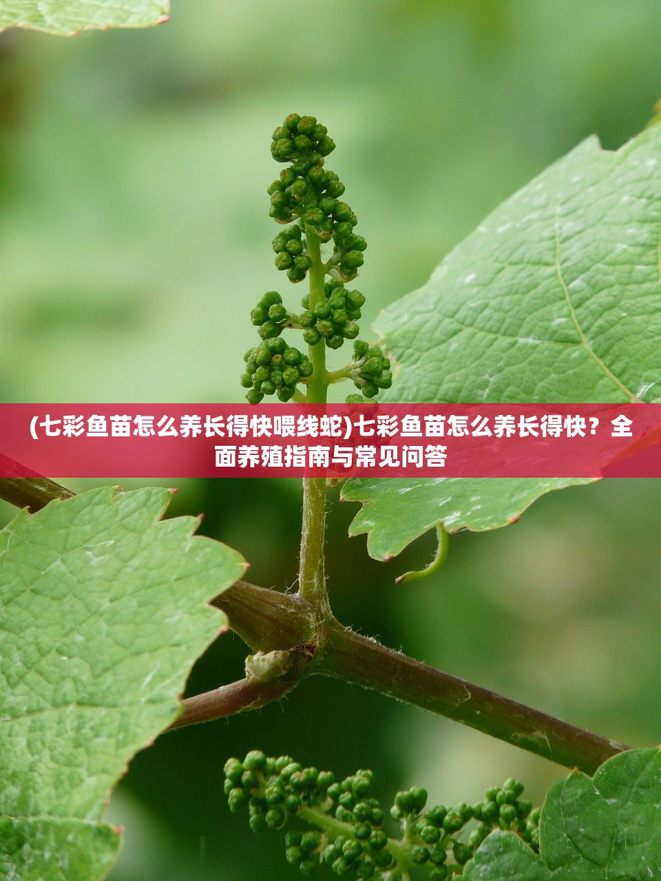 (七彩鱼苗怎么养长得快喂线蛇)七彩鱼苗怎么养长得快？全面养殖指南与常见问答