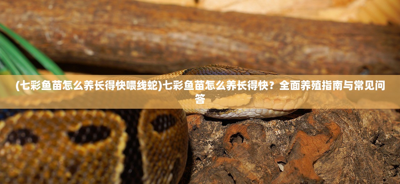 (七彩鱼苗怎么养长得快喂线蛇)七彩鱼苗怎么养长得快？全面养殖指南与常见问答