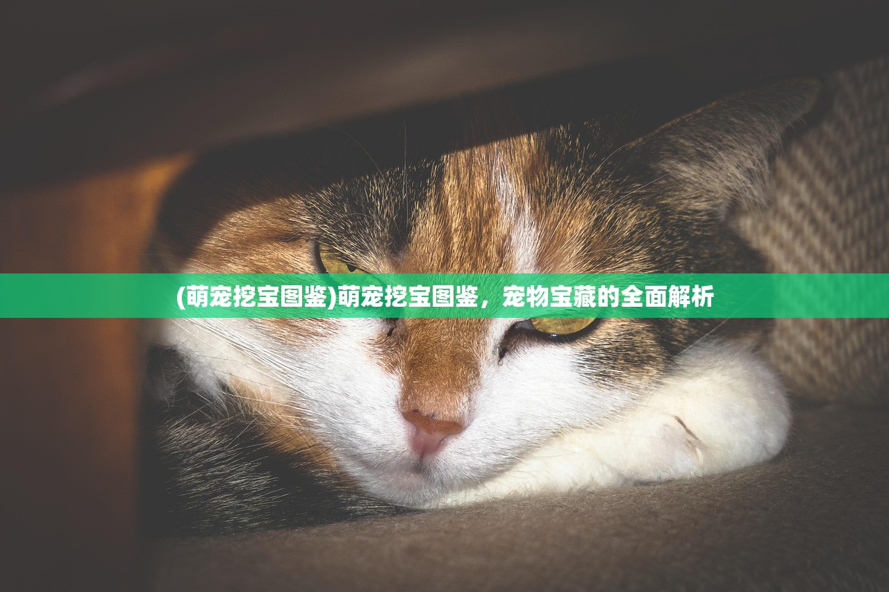 (萌宠挖宝图鉴)萌宠挖宝图鉴，宠物宝藏的全面解析