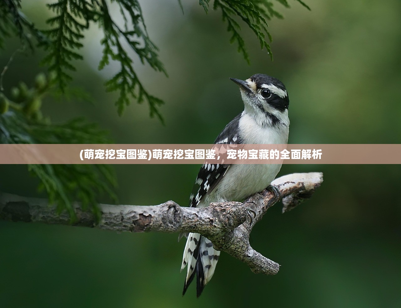 (萌宠挖宝图鉴)萌宠挖宝图鉴，宠物宝藏的全面解析