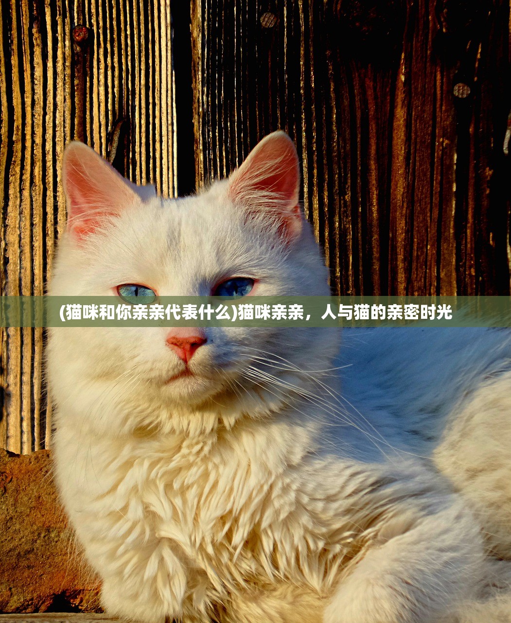(猫咪和你亲亲代表什么)猫咪亲亲，人与猫的亲密时光