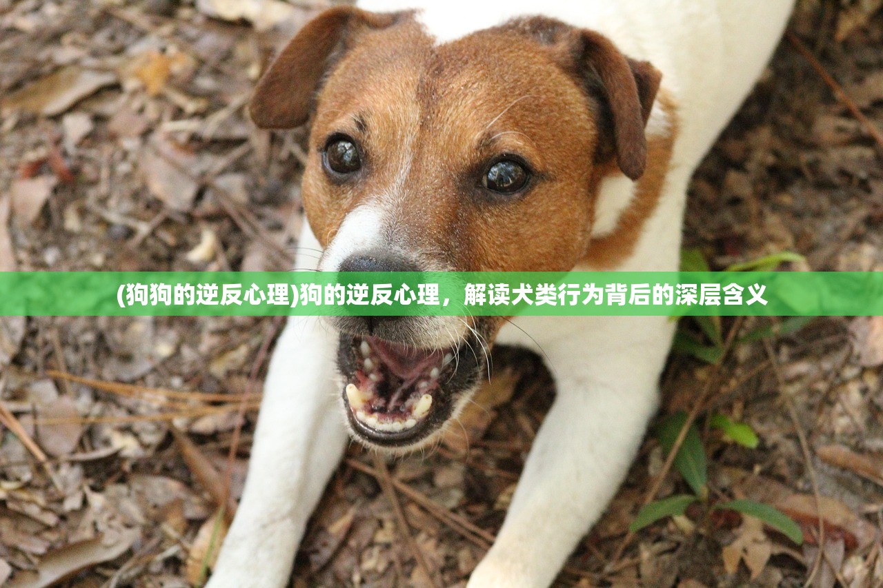 (狗狗的逆反心理)狗的逆反心理，解读犬类行为背后的深层含义