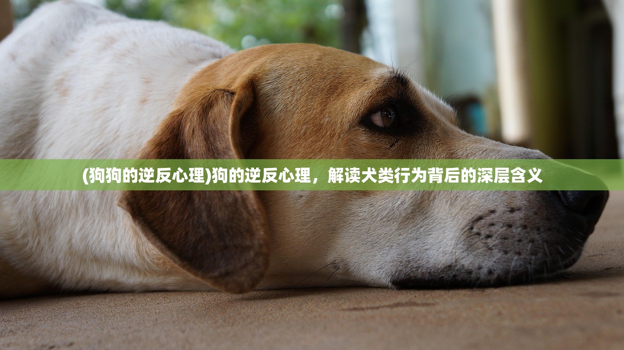 (狗狗的逆反心理)狗的逆反心理，解读犬类行为背后的深层含义