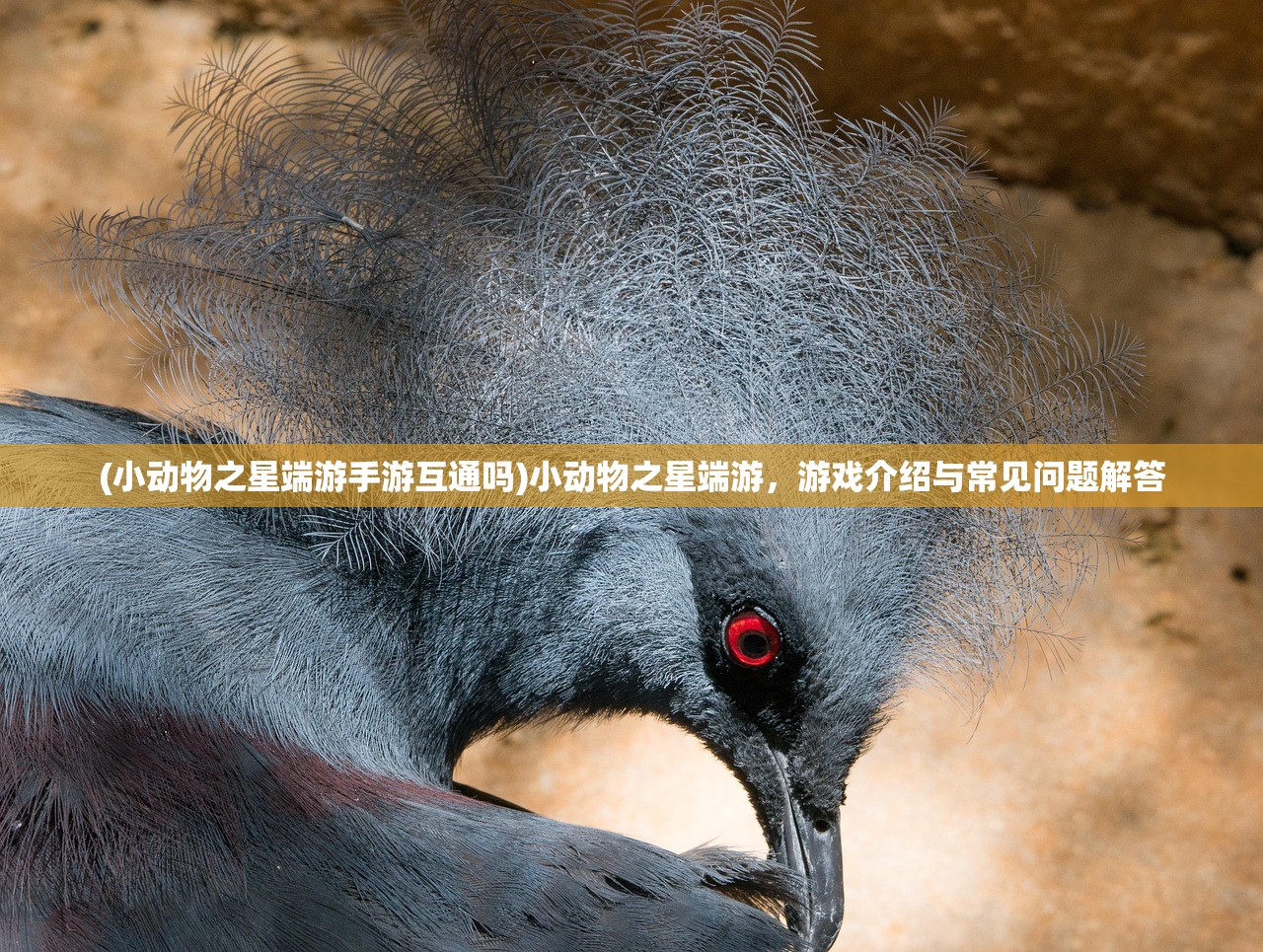 (小动物之星端游手游互通吗)小动物之星端游，游戏介绍与常见问题解答