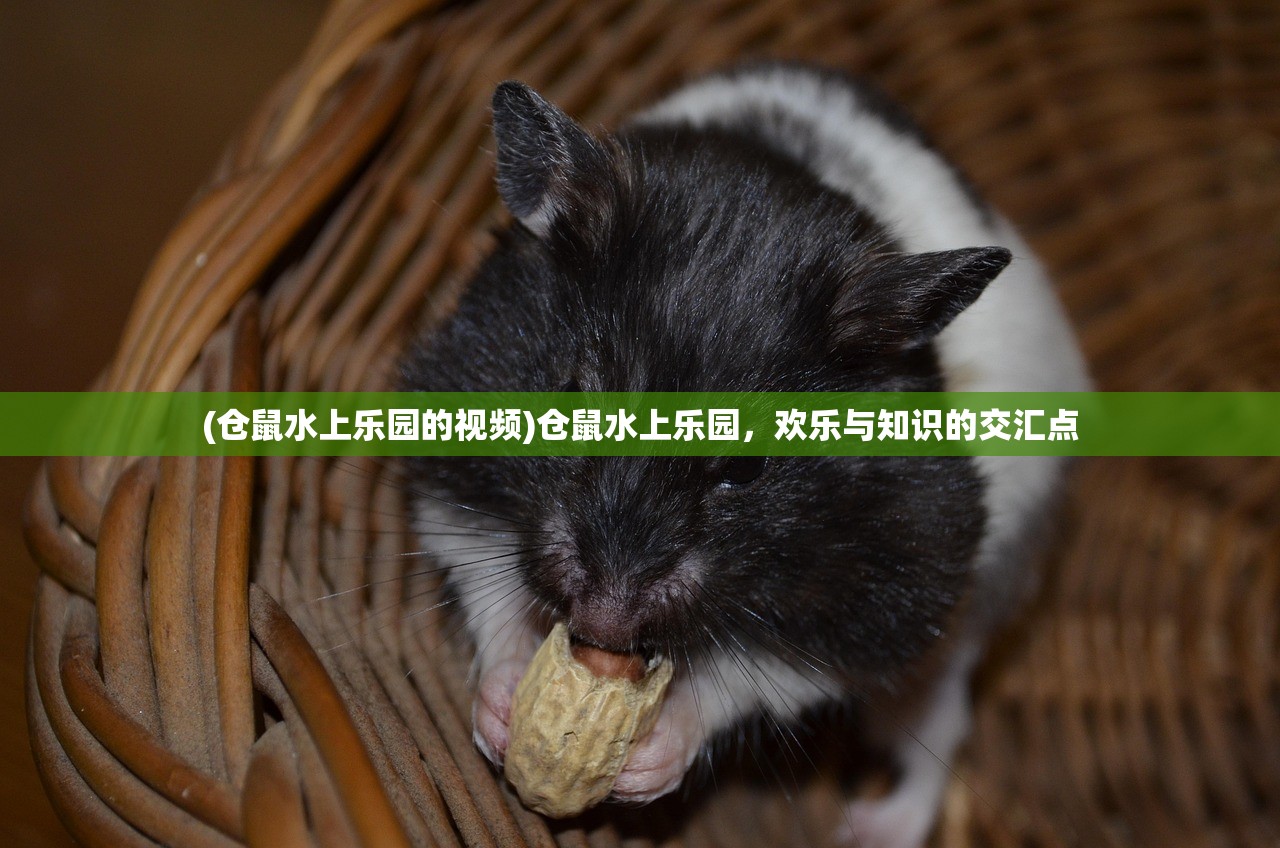 (仓鼠水上乐园的视频)仓鼠水上乐园，欢乐与知识的交汇点