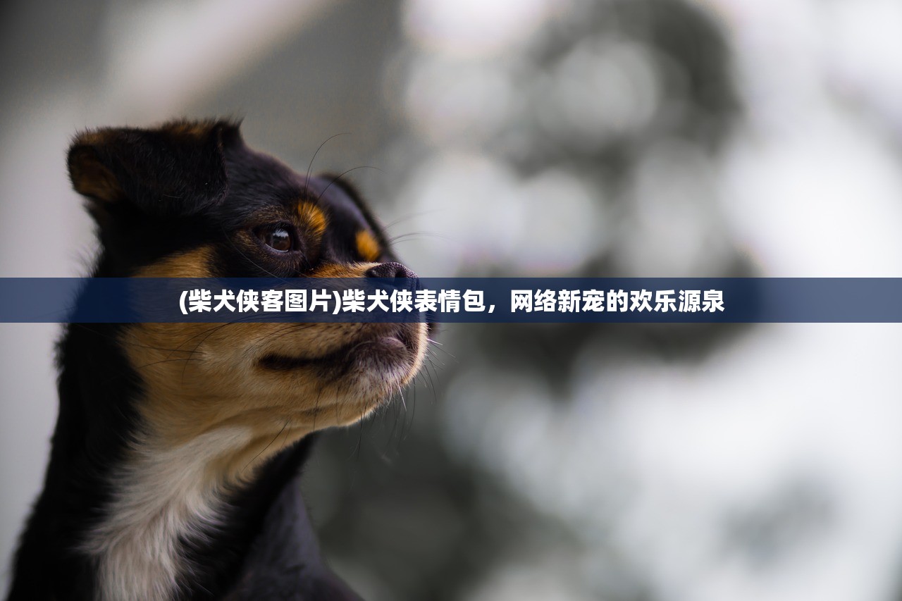 (柴犬侠客图片)柴犬侠表情包，网络新宠的欢乐源泉