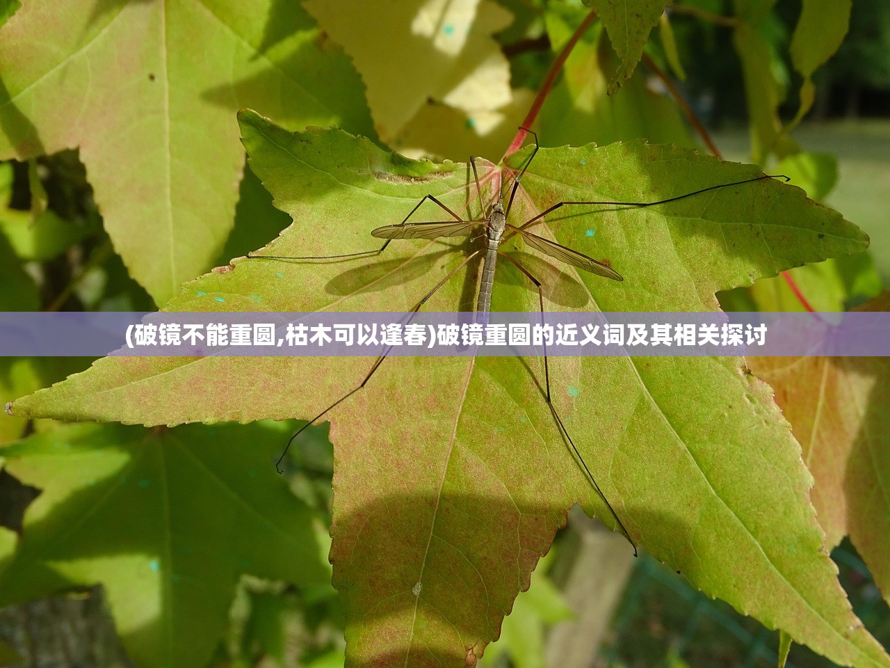 (破镜不能重圆,枯木可以逢春)破镜重圆的近义词及其相关探讨