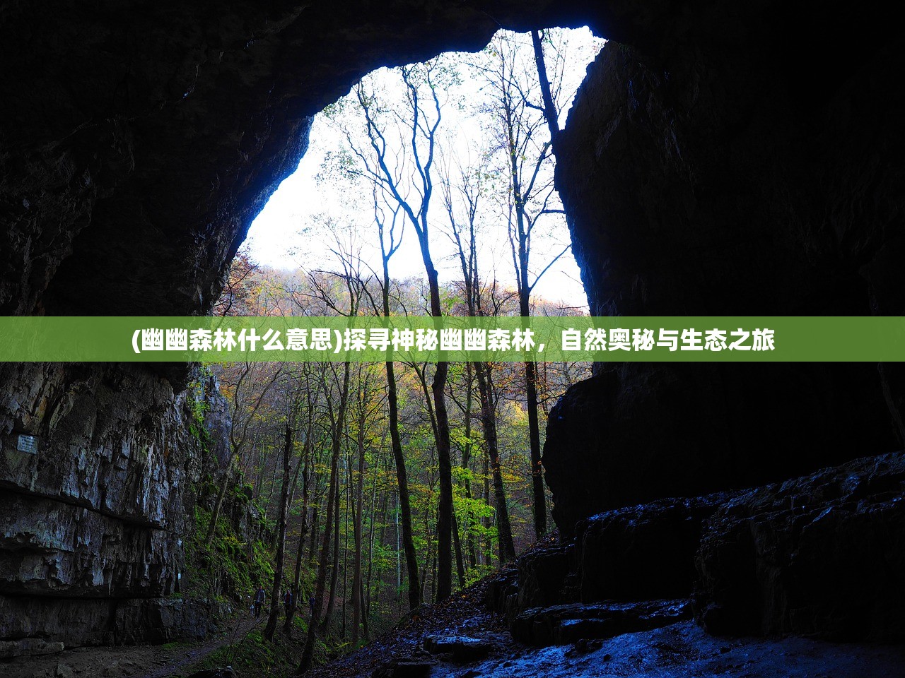 (幽幽森林什么意思)探寻神秘幽幽森林，自然奥秘与生态之旅
