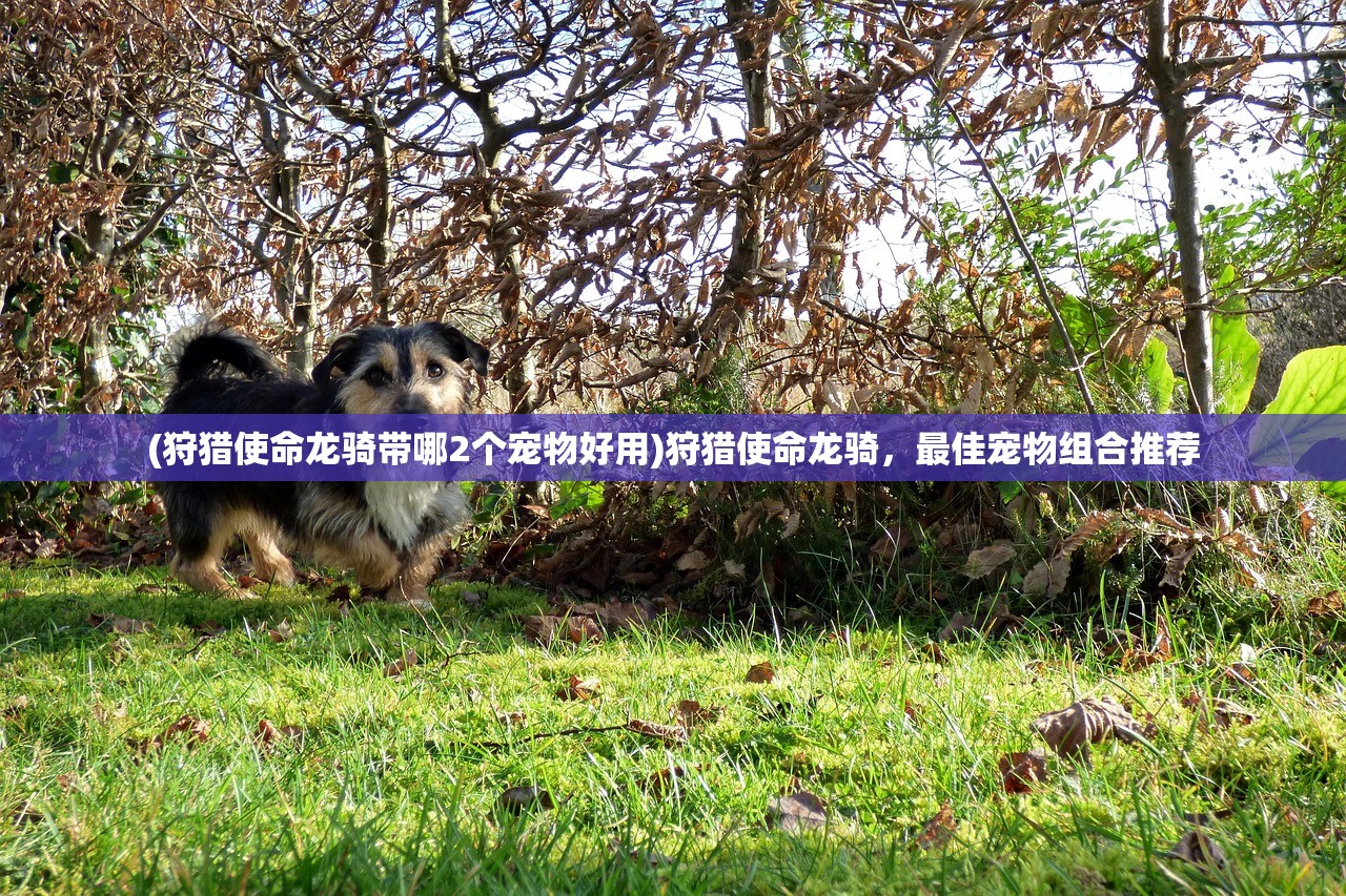 (狩猎使命龙骑带哪2个宠物好用)狩猎使命龙骑，最佳宠物组合推荐