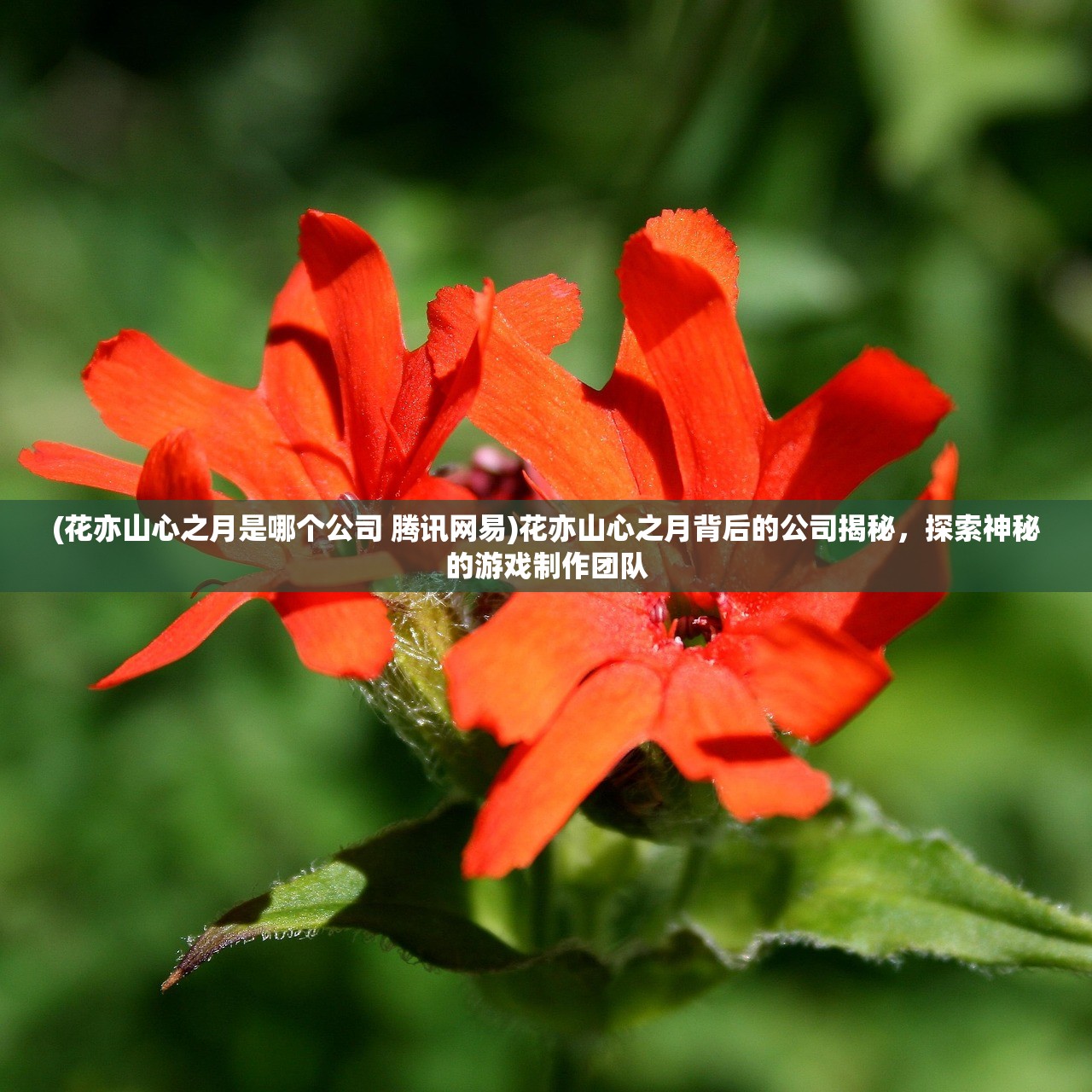 (花亦山心之月是哪个公司 腾讯网易)花亦山心之月背后的公司揭秘，探索神秘的游戏制作团队