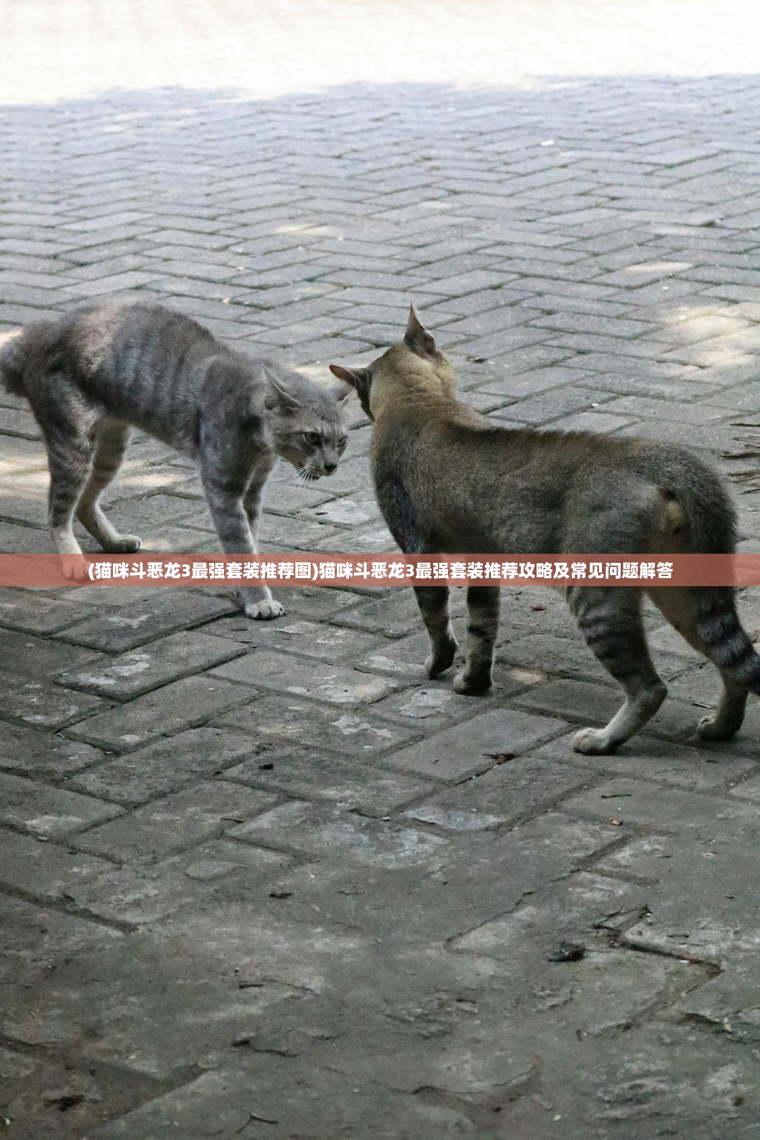 (猫咪斗恶龙3最强套装推荐图)猫咪斗恶龙3最强套装推荐攻略及常见问题解答
