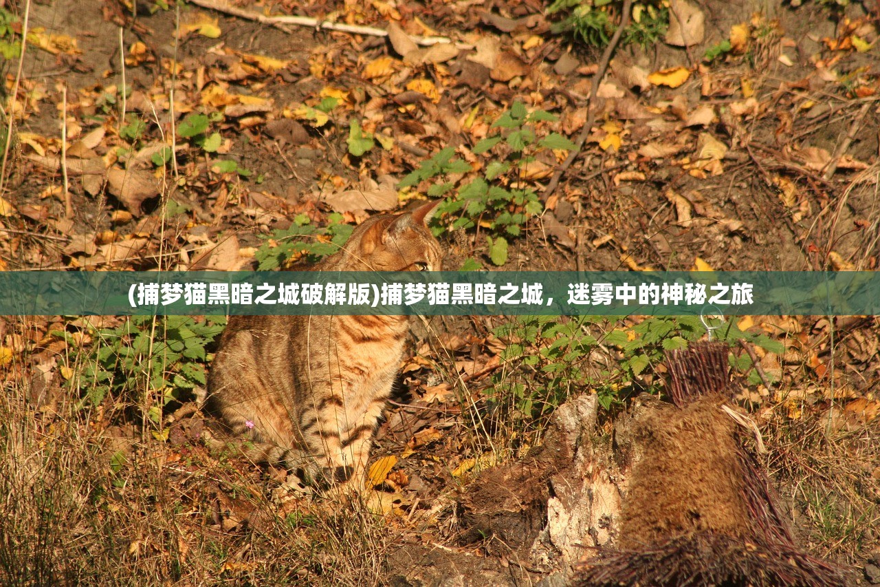 (捕梦猫黑暗之城破解版)捕梦猫黑暗之城，迷雾中的神秘之旅