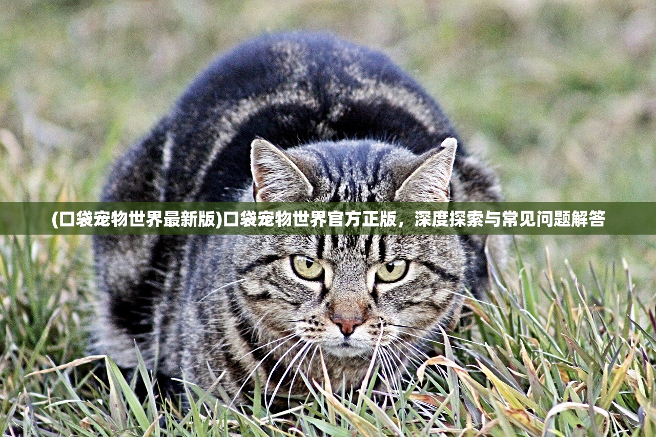 (口袋宠物世界最新版)口袋宠物世界官方正版，深度探索与常见问题解答