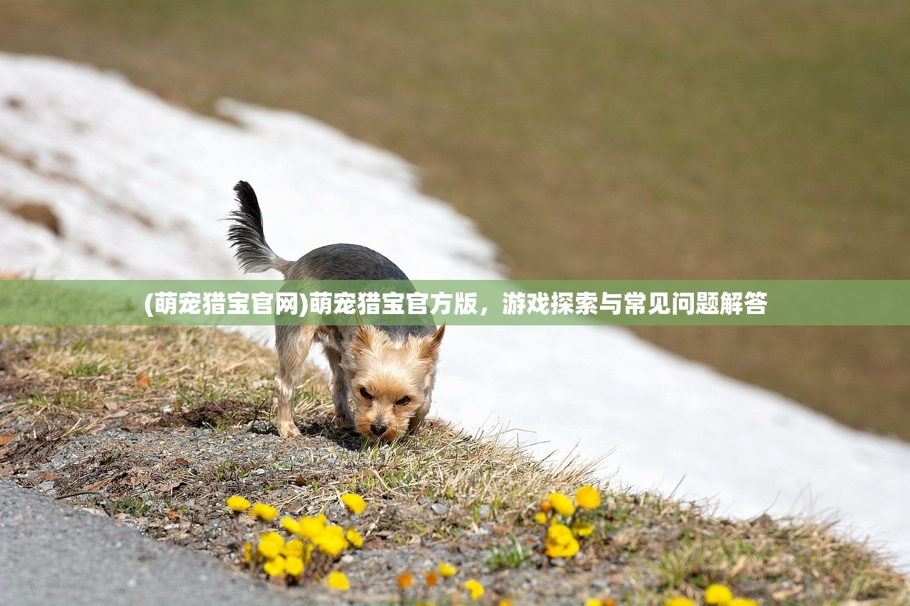 (萌宠猎宝官网)萌宠猎宝官方版，游戏探索与常见问题解答