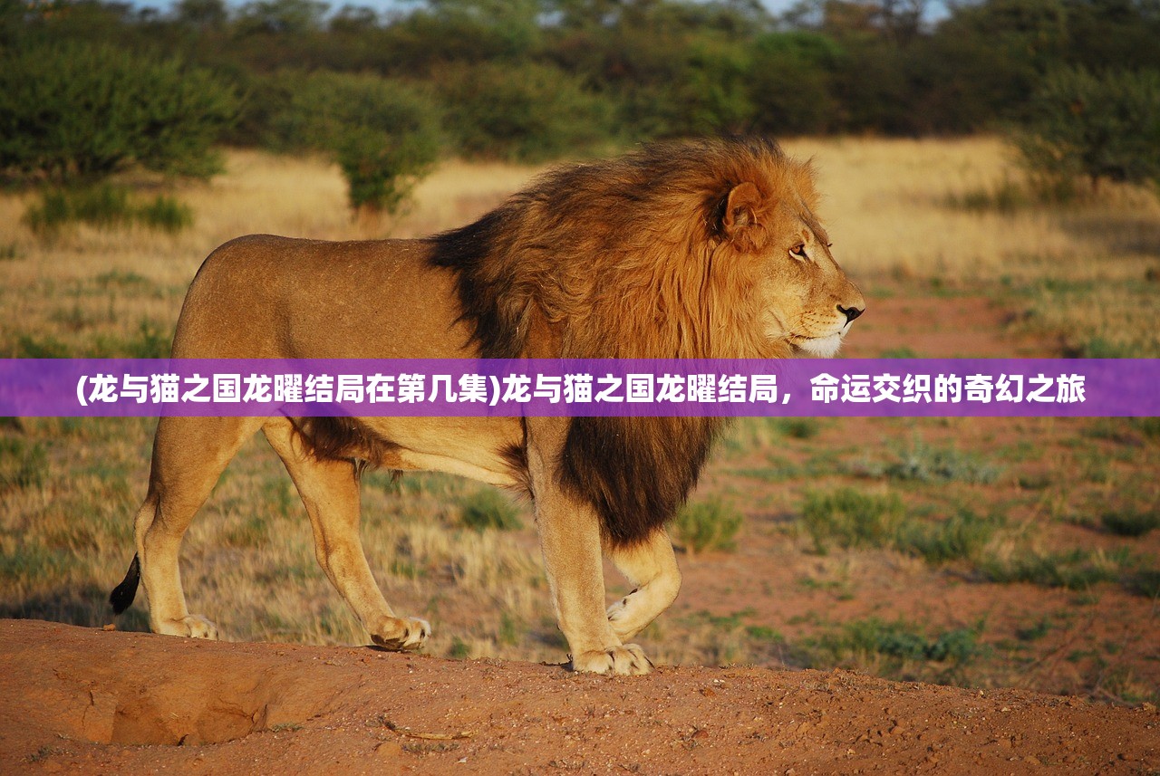 (龙与猫之国龙曜结局在第几集)龙与猫之国龙曜结局，命运交织的奇幻之旅