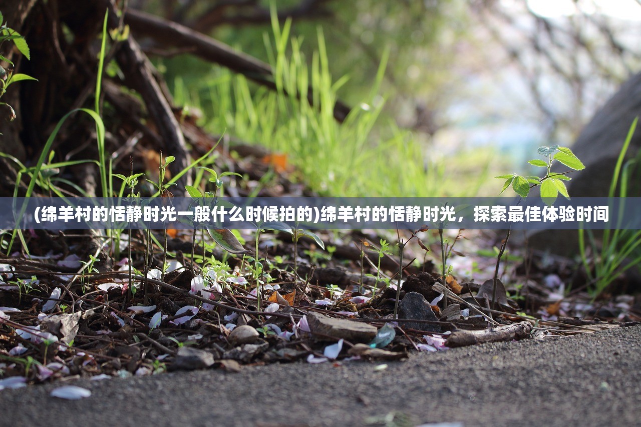 (绵羊村的恬静时光一般什么时候拍的)绵羊村的恬静时光，探索最佳体验时间