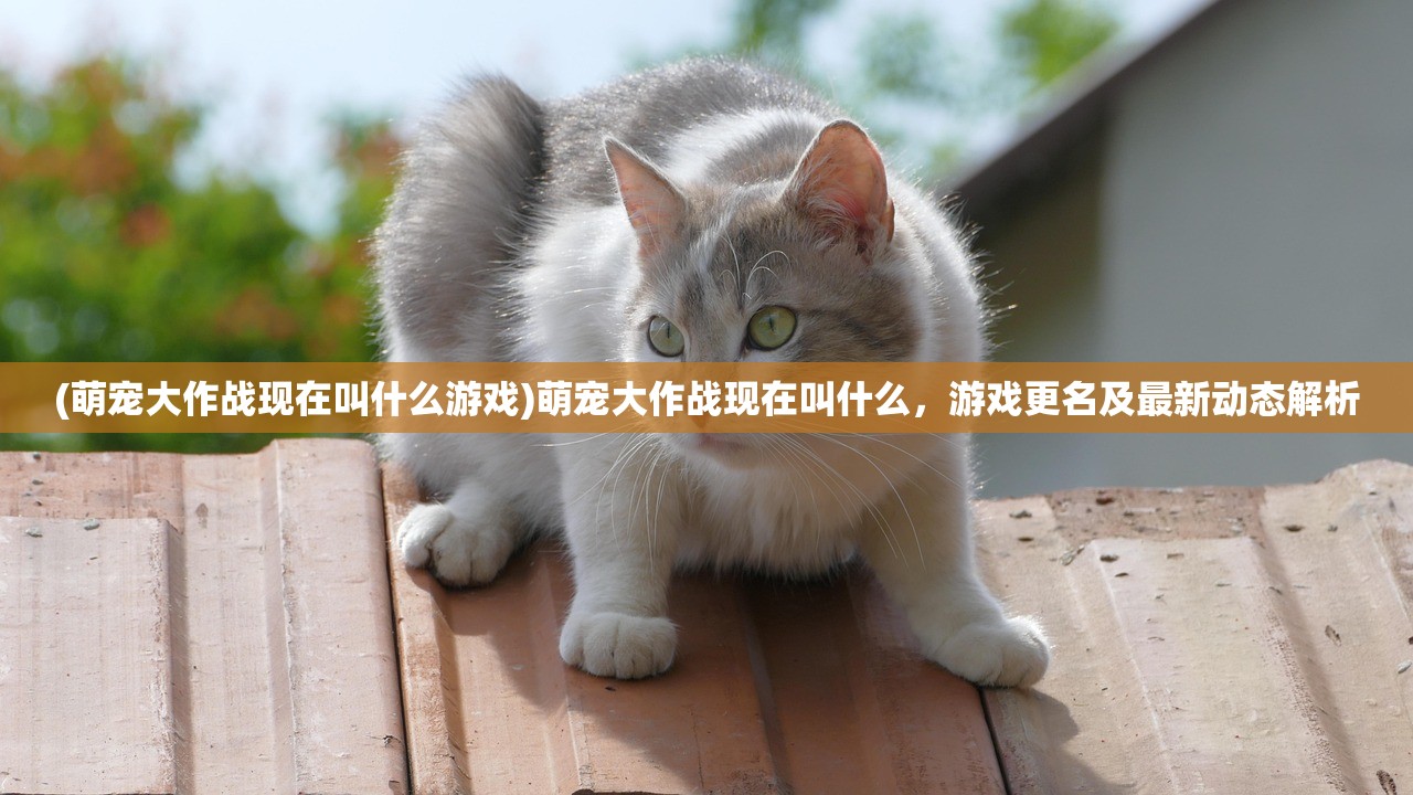 (萌宠大作战现在叫什么游戏)萌宠大作战现在叫什么，游戏更名及最新动态解析