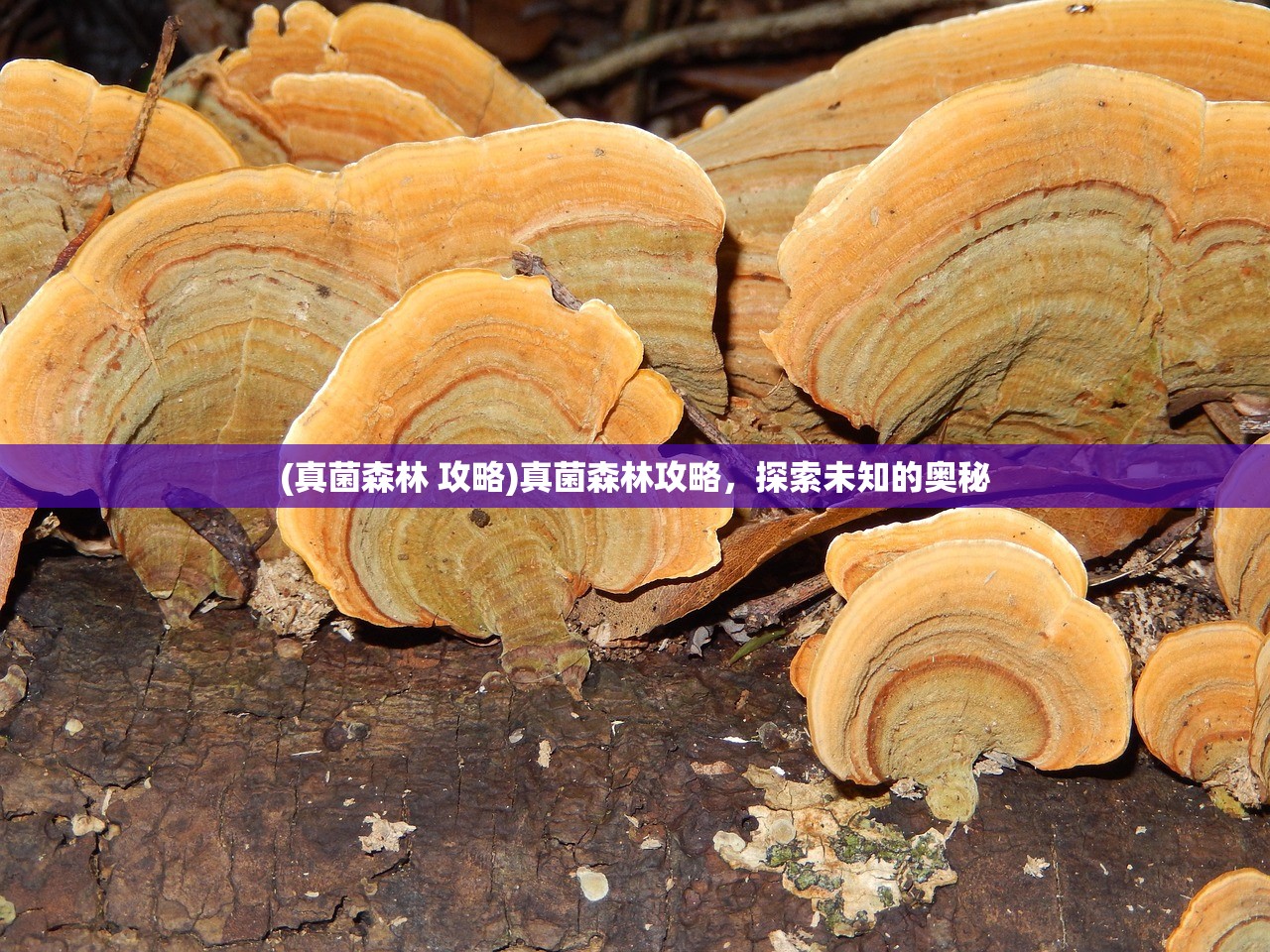 (真菌森林 攻略)真菌森林攻略，探索未知的奥秘