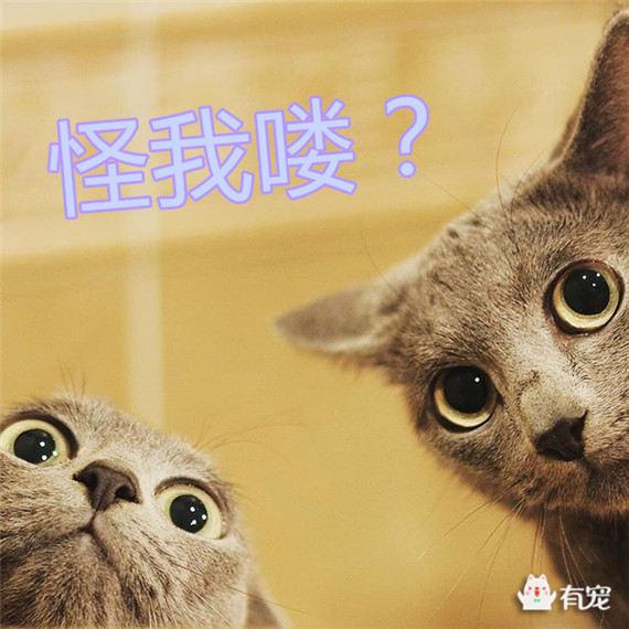 猫与朋友正版免费（暂未上线）-猫与朋友全解锁最新版2024下载v.8.93