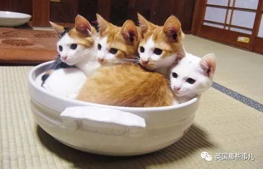 猫咪大作战无限猫罐头版中文下载手机版-猫咪大作战无限猫罐头版中文内置作弊菜单下载v.2.39