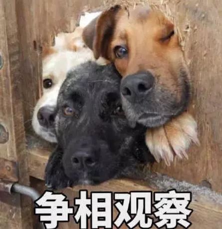 小狗爱旅游官方版2024新版下载-小狗爱旅游官方版下载手机版v.8.37